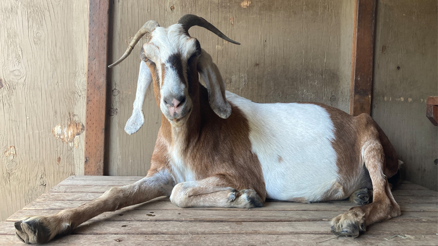 nubian goat